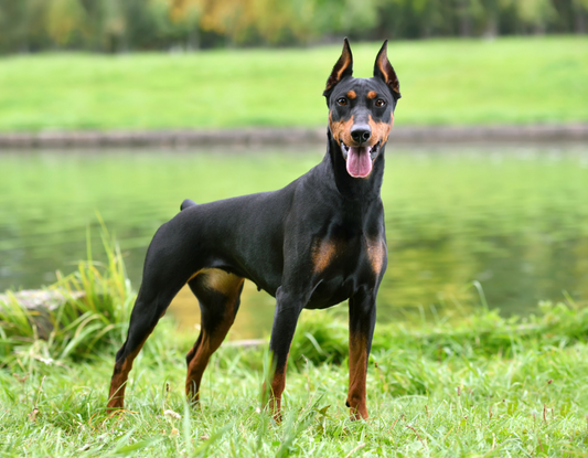 Doberman