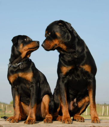 Rottweiler