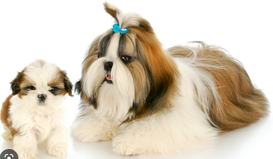 Shih Tzu