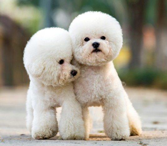 Toy Poodle